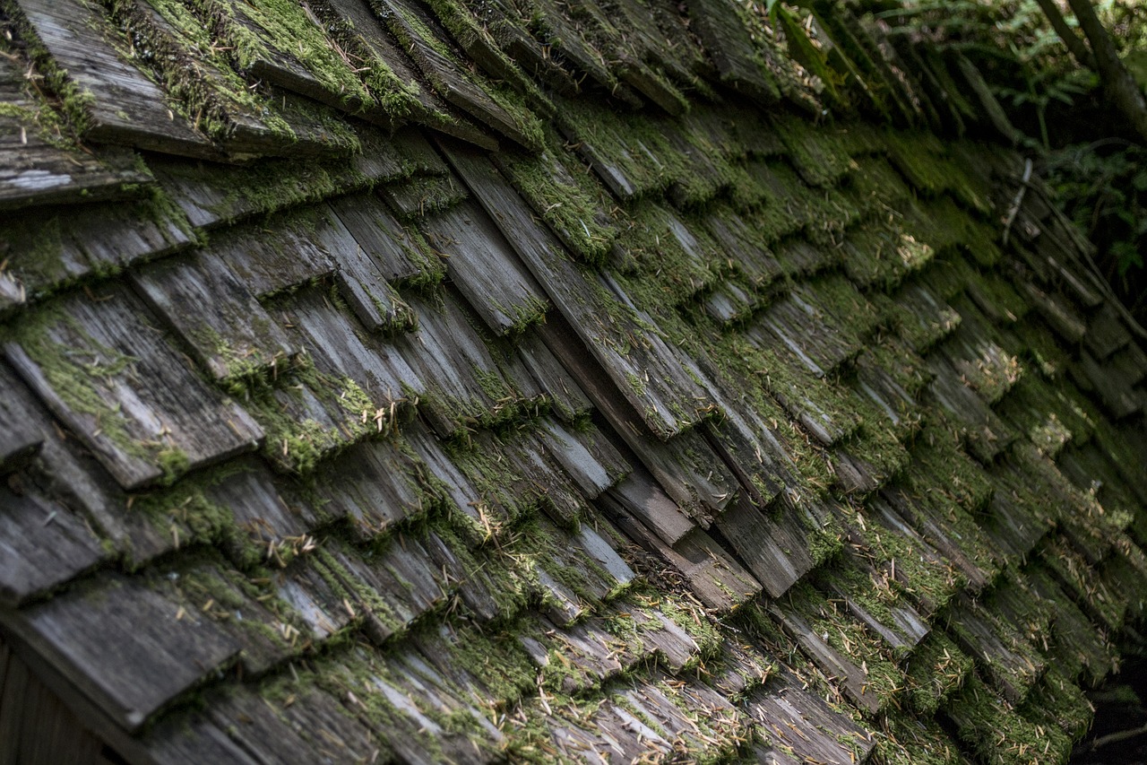 roof replacement tips is when your roof already has moss