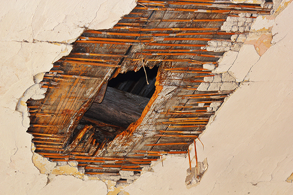 hole in the ceiling after fungus attack