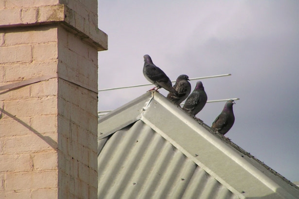 birds perched on top of a hipped metal roof