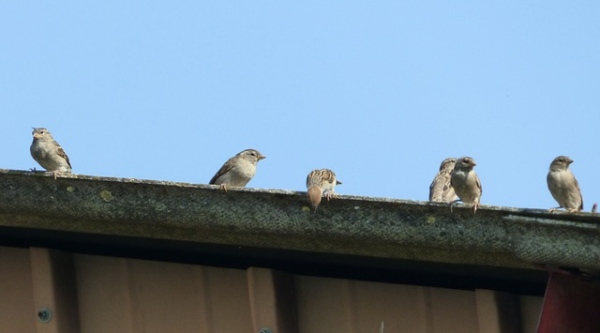 sparrows resting on top of old gutter section